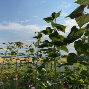 Mammoth Sunflower: - Image 7