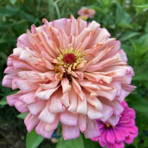 Amelia Pink Zinnia Mix - Image 6