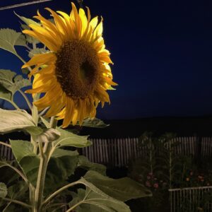 Mammoth Sunflower: - Image 3