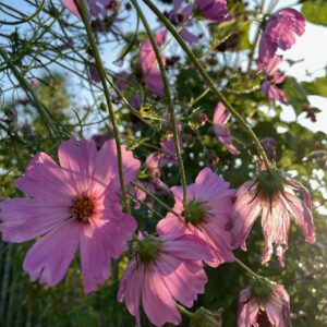 Cosmos - Image 2