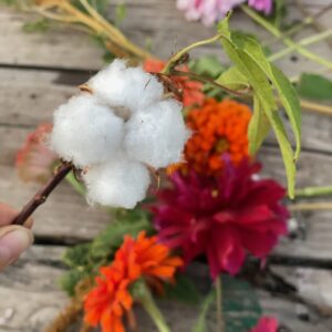 Cotton - Image 10