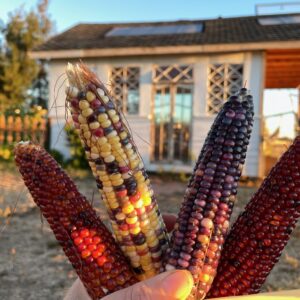 Glass Gem Corn - Image 10