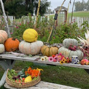 Fairytale Pumpkin Mix - Image 4