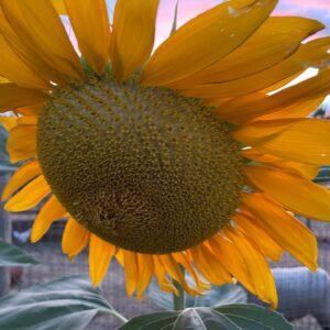 Mammoth Sunflower: - Image 4