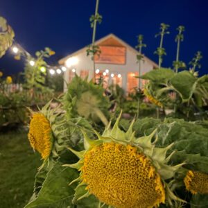 Mongolian Sunflower: - Image 4
