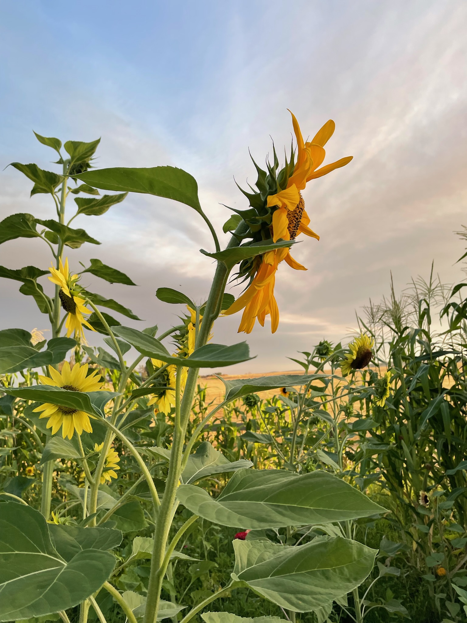 Mammoth Sunflower: