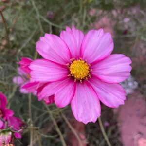 Cosmos - Image 3