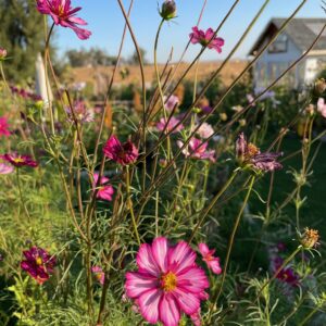 Cosmos - Image 4