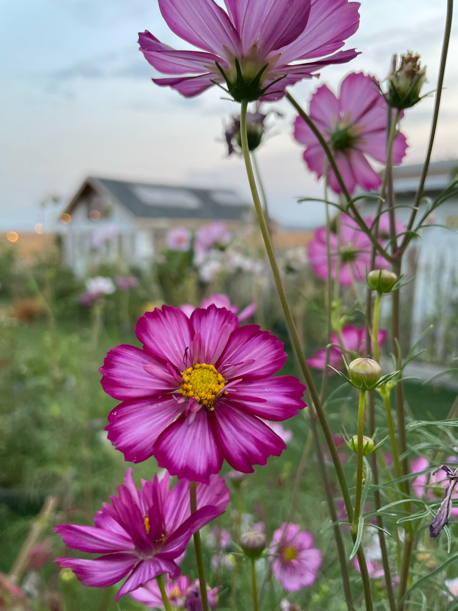 Cosmos