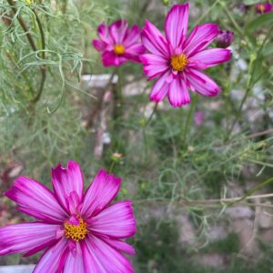 Cosmos - Image 6