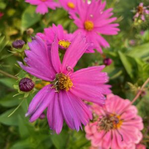 Cosmos - Image 5