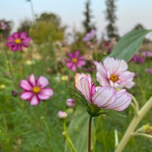 Cosmos - Image 7