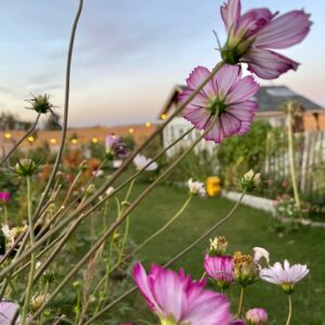 Cosmos - Image 8