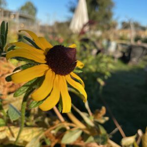 Rudbeckia - Image 4
