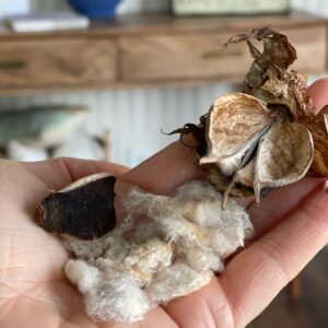 Cotton - Image 5