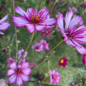 Cosmos - Image 10
