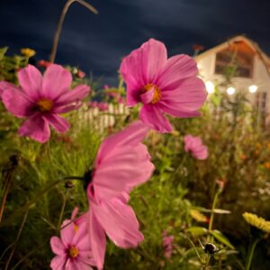 Cosmos - Image 9