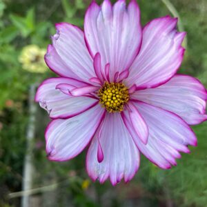 Cosmos - Image 11
