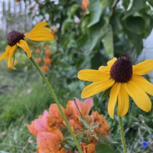 Rudbeckia - Image 5