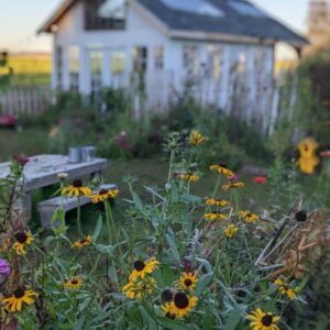 Rudbeckia - Image 6