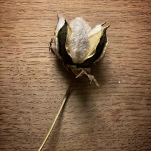 Cotton - Image 7