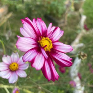 Cosmos - Image 12