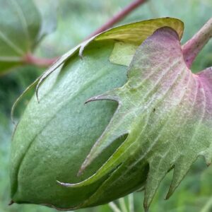 Cotton - Image 8