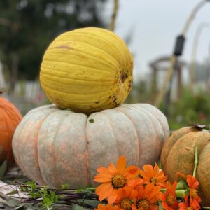 Fairytale Pumpkin Mix - Image 5