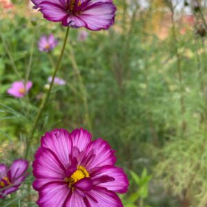 Cosmos - Image 13
