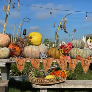 Fairytale Pumpkin Mix - Image 2