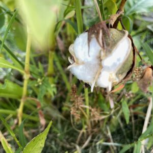 Cotton - Image 9