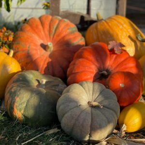 Fairytale Pumpkin Mix