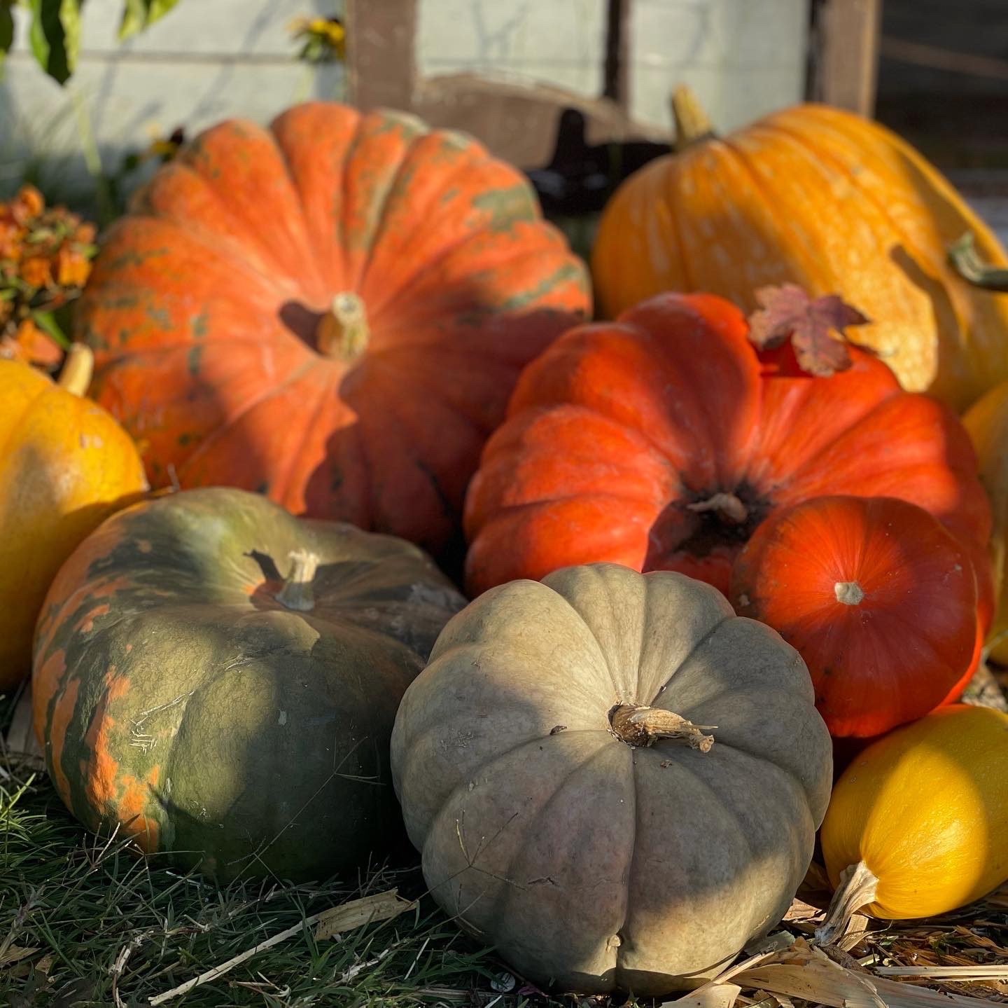 Fairytale Pumpkin Mix