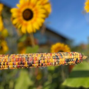 Glass Gem Corn - Image 5
