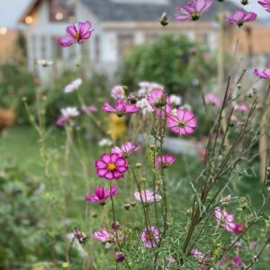 Cosmos - Image 14