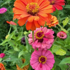 Storyteller Zinnia Mix - Image 5