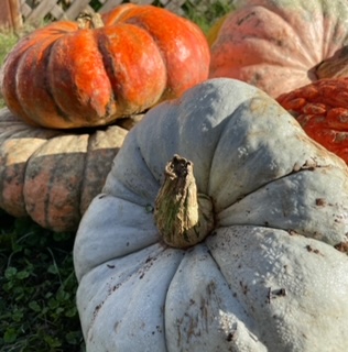 Pumpkins