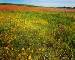 Wildflowers