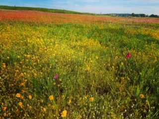 Wildflowers