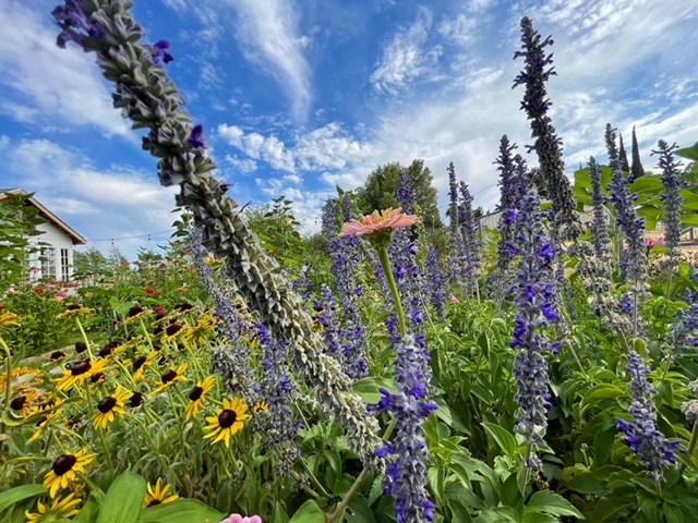 Salvia