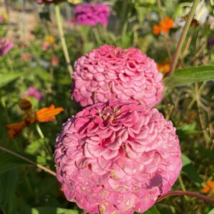 Amelia Pink Zinnia Mix - Image 4