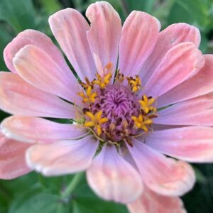 Amelia Pink Zinnia Mix - Image 5