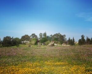 Wildflowers - Image 3