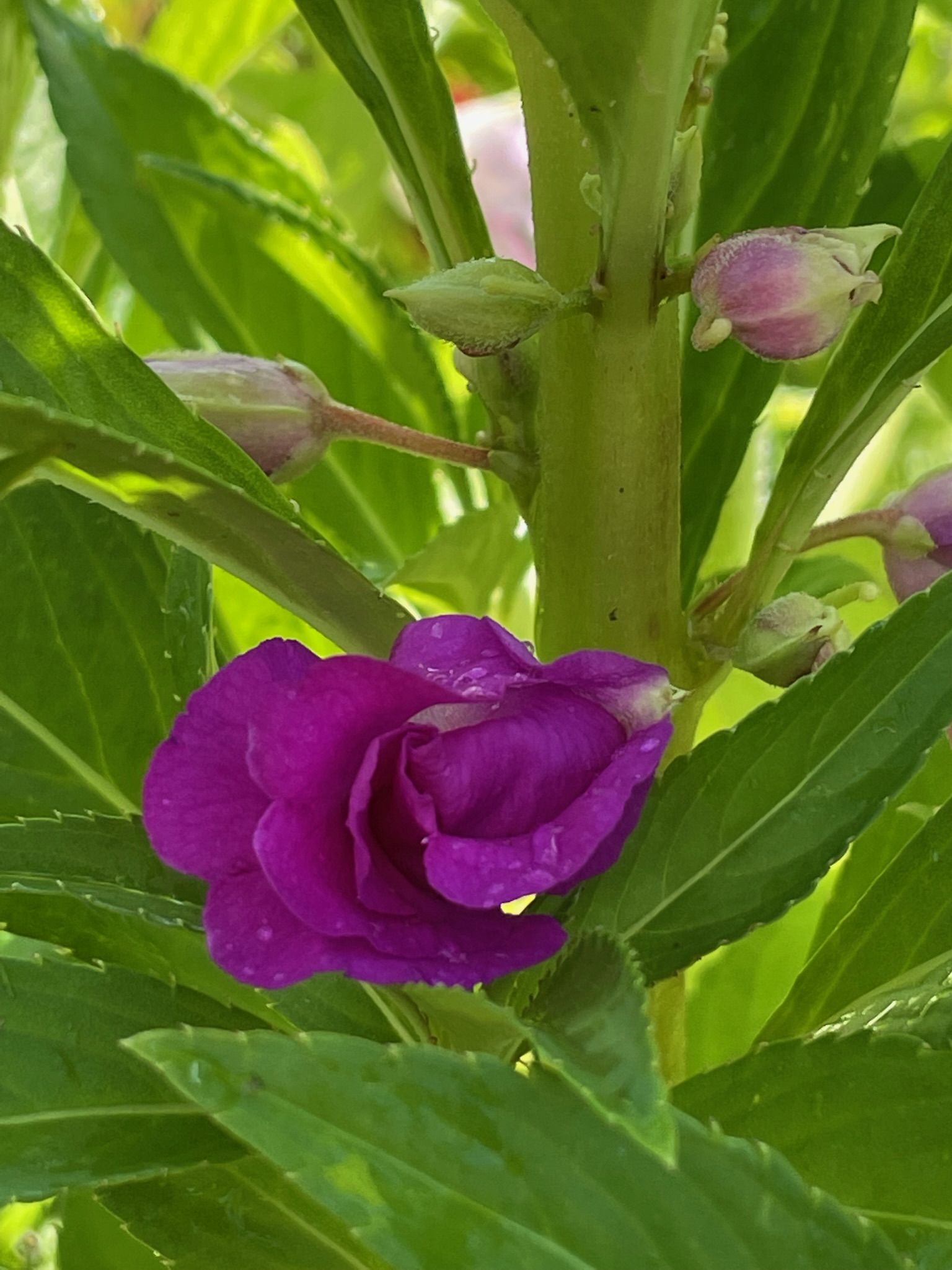 Balsam