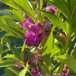 Balsam - Image 3