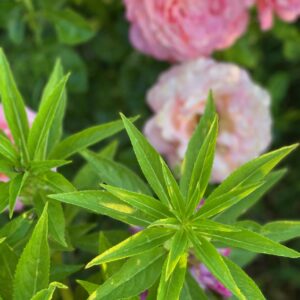 Balsam - Image 4