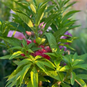 Balsam - Image 5