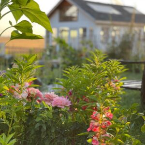 Balsam - Image 6
