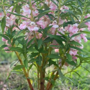 Balsam - Image 7