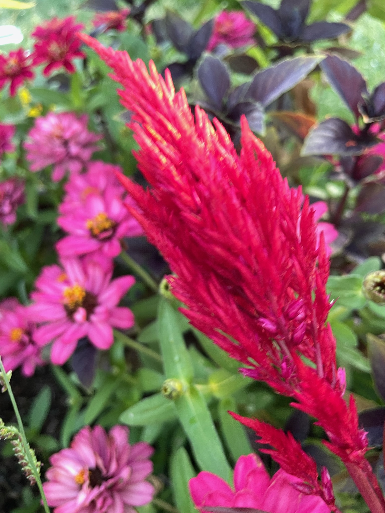 Celosia